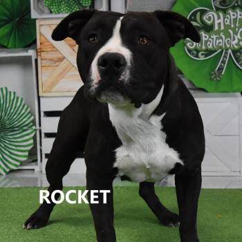 Rocket -  Pit Bull Terrier Dog for Adoption in Yuma, Arizona - Rocket | PetCurious