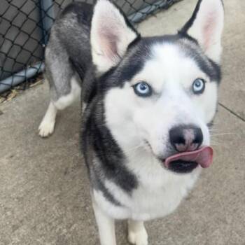 Siberian Husky Dogs Available for Adoption in Carol Stream, Illinois - Pewter | PetCurious