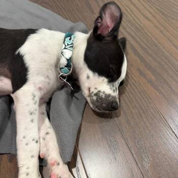 Australian Cattle Dog Blue Heeler Dogs Available for Adoption in Allen, Texas - Miss Dottie Rae C418 | PetCurious
