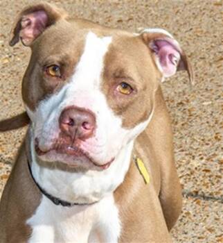 HAZEL -  Pit Bull Terrier and Mixed Breed Dog for Adoption in St. Louis, Missouri - HAZEL | PetCurious