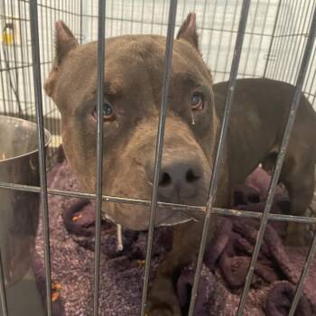 English Bulldog and Mixed Breed Dogs Available for Adoption in Port Charlotte, Florida - 0588-D26 | PetCurious