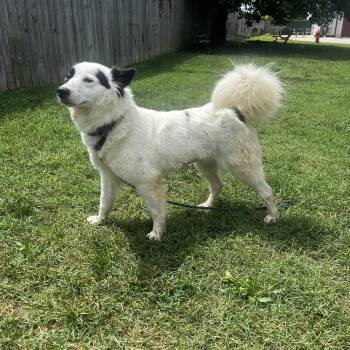 Peppy -  Border Collie Dog for Adoption in Lexington, Kentucky - Peppy | PetCurious