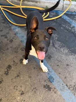 Taco -  Pit Bull Terrier and German Shepherd Dog Dog for Adoption in Los Angeles, California - Taco | PetCurious