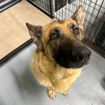 German Shepherd Dog Dogs Available for Adoption - Stella | PetCurious