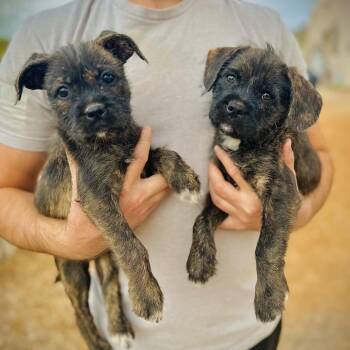 Maya -  Terrier and Pug Dog for Adoption in Phoenix, Arizona - Maya | PetCurious