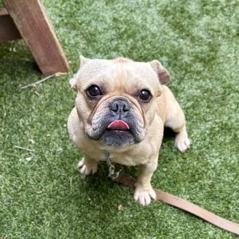 Spiderman - ECAS -  French Bulldog and Mixed Breed Dog for Adoption in Pleasanton, California - Spiderman - ECAS | PetCurious