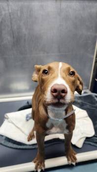SAMSON -  Labrador Retriever and Mixed Breed Dog for Adoption in Houston, Texas - SAMSON | PetCurious