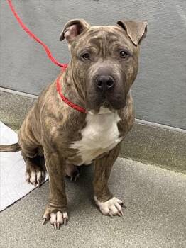 Pit Bull Terrier Dogs Available for Adoption - BLING | PetCurious