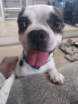 Michael -  Boston Terrier Dog Available for Adoption in Manhattan, Kansas - Michael | PetCurious