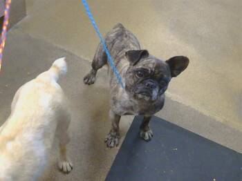 French Bulldog and Mixed Breed Dogs Available for Adoption in Sacramento, California - TIFFANY | PetCurious