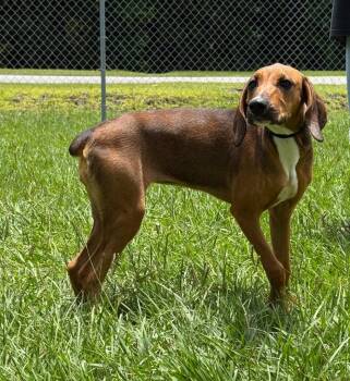 Nelly Bean -  Hound and Mixed Breed Dog for Adoption in Kingsland, Georgia - Nelly Bean | PetCurious