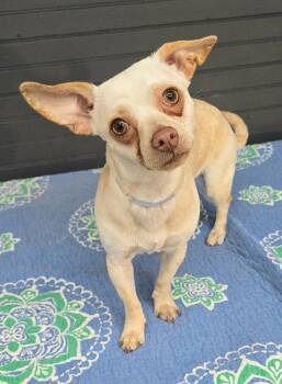 Malibu -  Chihuahua and Terrier Dog for Adoption in New York, New York - Malibu | PetCurious