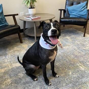 Pepper -  Pit Bull Terrier Dog for Adoption in Chicago, Illinois - Pepper | PetCurious