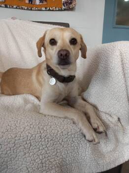 Asher -  Chihuahua Dog for Adoption in Phoenix, Arizona - Asher | PetCurious