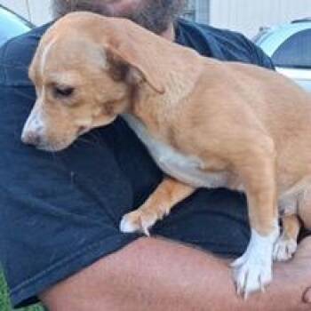 Nina (No Name) -  Rat Terrier and Dachshund Dog for Adoption in Tampa, Florida - Nina (No Name) | PetCurious