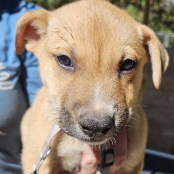 Cedar Loki -  German Shepherd Dog and Mixed Breed Dog for Adoption in Denver, Colorado - Cedar Loki | PetCurious