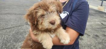 Huxley -  Goldendoodle Dog for Adoption in Torrance, California - Huxley | PetCurious