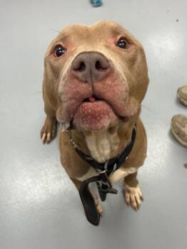 Pit Bull Terrier and Bull Terrier Dogs Available for Adoption in Hartsville, South Carolina - Crash | PetCurious