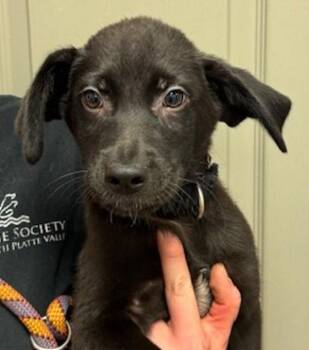 Labrador Retriever and Hound Dogs Available for Adoption in Littleton, Colorado - Zack | PetCurious