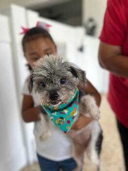 Rescue Yorkshire Terrier Dogs for Adoption in Humacao, Humacao - Labubu | PetCurious