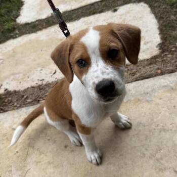Cattle Dog and Great Pyrenees Dogs Available for Adoption in Potomac, Maryland - Milo | PetCurious