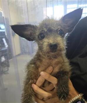 PATTY -  Chihuahua Dog for Adoption in Camarillo, California - PATTY | PetCurious