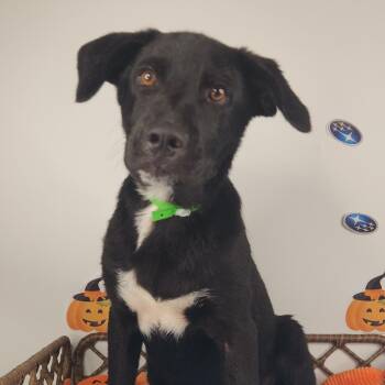 Max -  Black Labrador Retriever Dog for Adoption in Fort Wayne, Indiana - Max | PetCurious