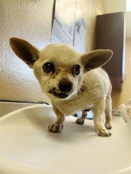Chihuahua Dogs Available for Adoption in Thousand Palms, California - ANDY | PetCurious