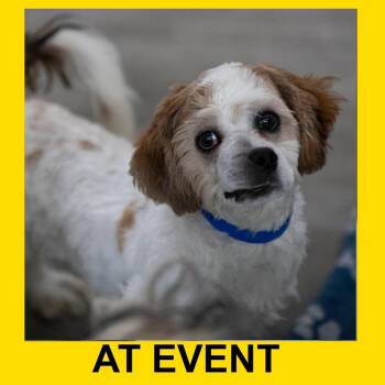 Tinker (JY26-78) -  Lhasa Apso Dog for Adoption in Peyton, Colorado - Tinker (JY26-78) | PetCurious