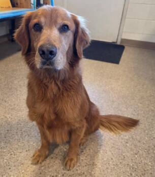 Golden Retriever Dogs Available for Adoption in Gold Beach, Oregon - Rusty | PetCurious