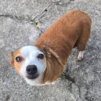 Annette -  Chihuahua Dog for Adoption in Park Row, Texas - Annette | PetCurious