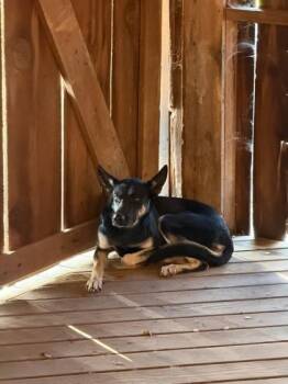 Annabelle -  German Shepherd Dog and Mixed Breed Dog for Adoption in Fresno, California - Annabelle | PetCurious
