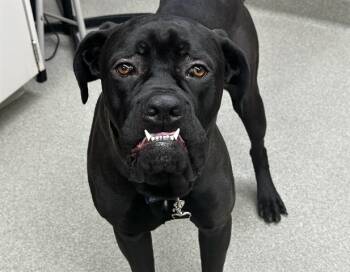 Rescue Boxer and Mixed Breed Dogs for Adoption in Omaha, Nebraska - ACE | PetCurious