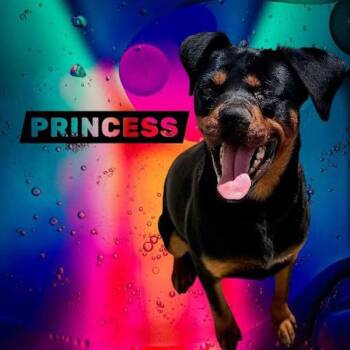 Mixed Breed Dogs Available for Adoption in York, Nebraska - Princess | PetCurious