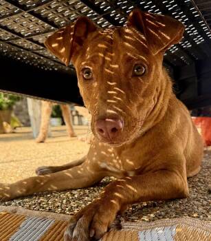 Annie -  Vizsla Dog for Adoption in Okolona, Mississippi - Annie | PetCurious