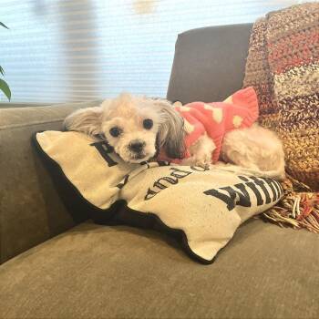 Petal -  Poodle and Shih Tzu Dog for Adoption in Chicago, Illinois - Petal | PetCurious