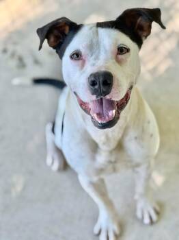 American Staffordshire Terrier Dogs Available for Adoption in Elizabethtown, North Carolina - Blanco | PetCurious