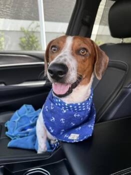 Hendrix -  Beagle Dog for Adoption in North Reading, Massachusetts - Hendrix | PetCurious