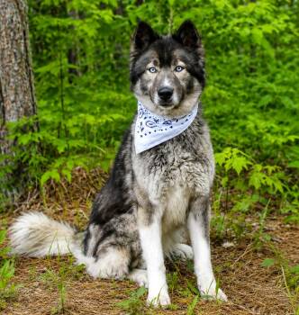 Millie -  Husky Dog for Adoption in Cheboygan, Michigan - Millie | PetCurious