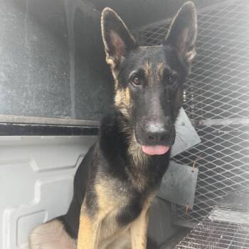 Bullet -  German Shepherd Dog Dog for Adoption in Edinburg, Texas - Bullet | PetCurious