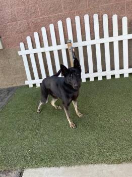 German Shepherd Dog Dogs Available for Adoption - LOKI | PetCurious