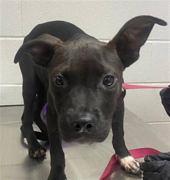 Rescue Mixed Breed Dogs for Adoption in Columbia, South Carolina - HERSHEY | PetCurious