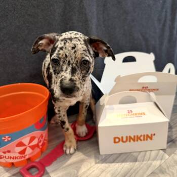 Chihuahua and Mixed Breed Dogs Available for Adoption in Bradenton, Florida - Jelly Munchkin | PetCurious