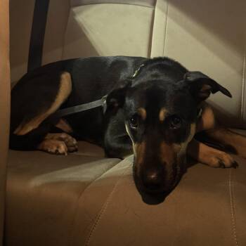 Gunner (FKA Ivy) -  Terrier Dog for Adoption in San Diego, California - Gunner (FKA Ivy) | PetCurious
