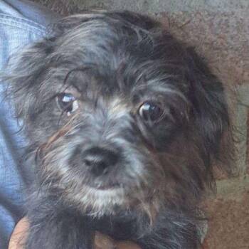Sprocket -  Yorkshire Terrier Dog for Adoption in Tucson, Arizona - Sprocket | PetCurious