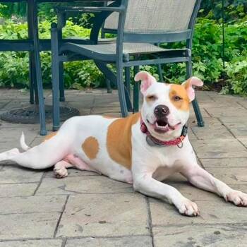 Sybil -  Mixed Breed Dog for Adoption in Plainfield, Illinois - Sybil | PetCurious