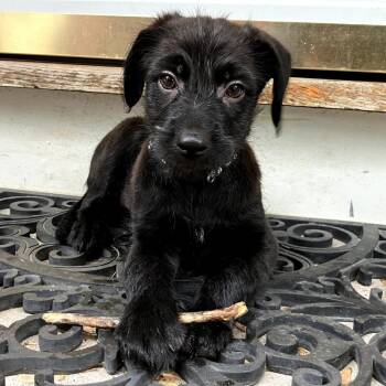 Poodle and Mixed Breed Dogs Available for Adoption in Eastford, Connecticut - CT Glory Avail May 30 | PetCurious