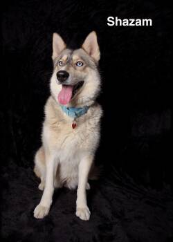 Siberian Husky Dogs Available for Adoption in Los Angeles, California - Shazam | PetCurious