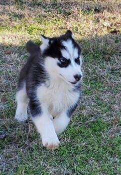 Willow -  Husky Dog for Adoption in West Caldwell, New Jersey - Willow | PetCurious