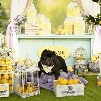 Bulldog Dogs Available for Adoption in Ferndale, Washington - Classic Carl | PetCurious